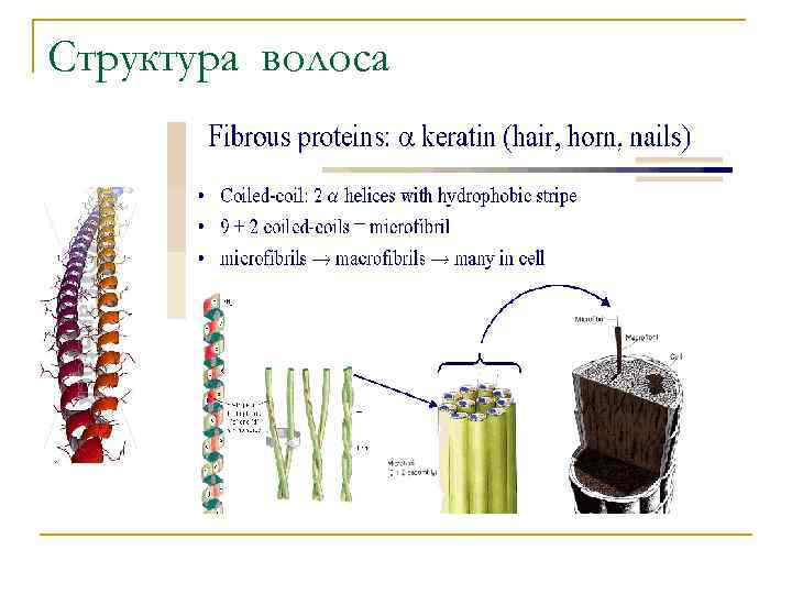 Структура волоса 