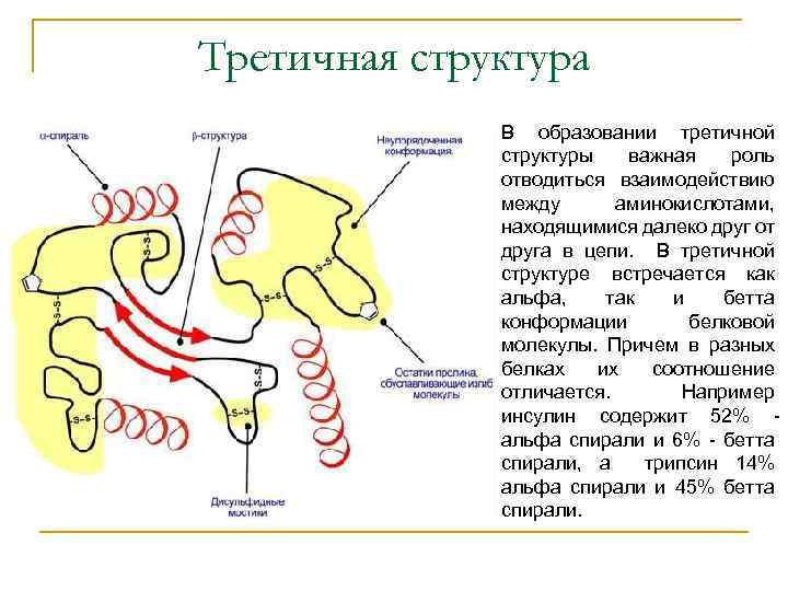 Третичная структура В образовании третичной структуры важная роль отводиться взаимодействию между аминокислотами, находящимися далеко
