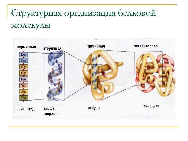 Структурная организация белковой молекулы 
