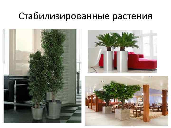 Стабилизированные растения 