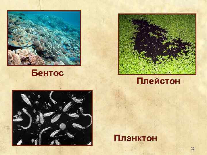 Бентосные организмы это. Плейстон бентос. Водоросли планктон и бентос. Бентосные водоросли представители. Планктон Нектон бентос.