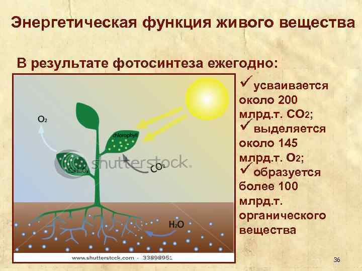 Биосфера фотосинтез