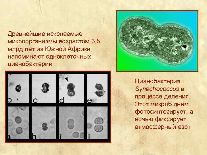 Древнейшие ископаемые микроорганизмы возрастом 3, 5 млрд лет из Южной Африки напоминают одноклеточных цианобактерий