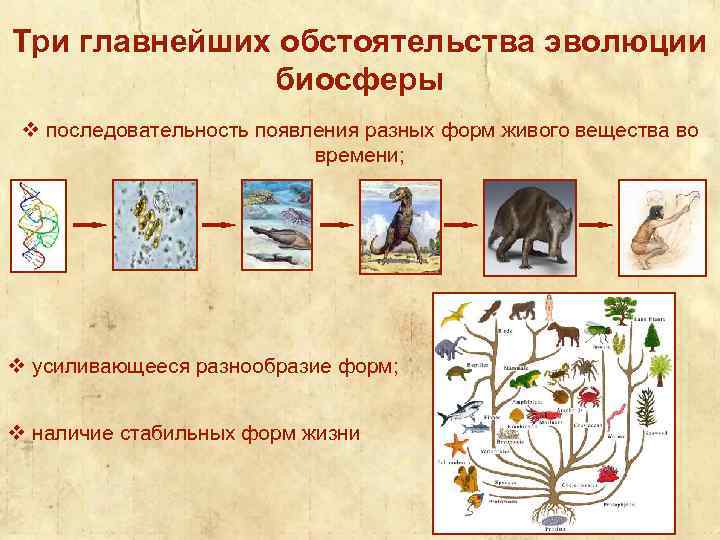 Три главнейших обстоятельства эволюции биосферы v последовательность появления разных форм живого вещества во времени;