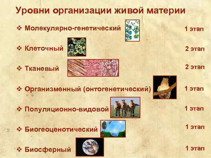 Уровни организации живой материи v Молекулярно-генетический 1 этап v Клеточный 2 этап v Тканевый