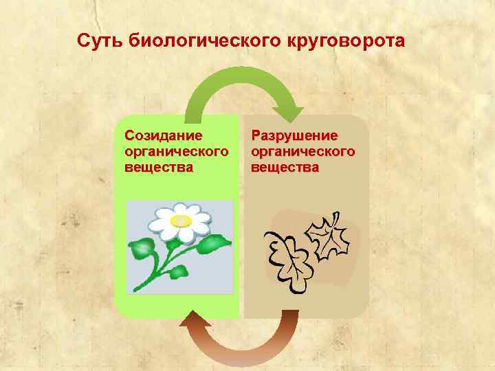 Суть биологического круговорота Созидание органического вещества Разрушение органического вещества 