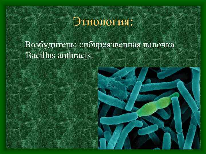 Этиология: Возбудитель: сибиреязвенная палочка Bacillus anthracis. 