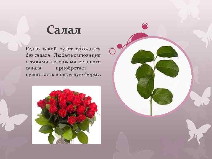 Салал Редко какой букет обходится без салала. Любая композиция с такими веточками зеленого салала