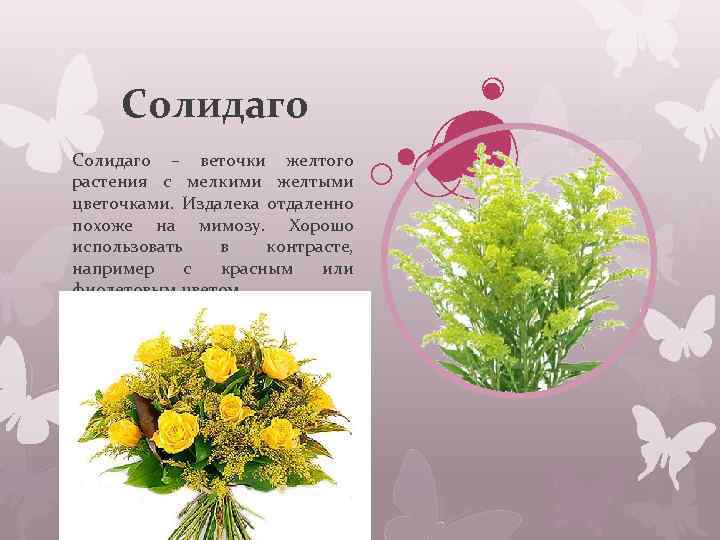 Солидаго – веточки желтого растения с мелкими желтыми цветочками. Издалека отдаленно похоже на мимозу.