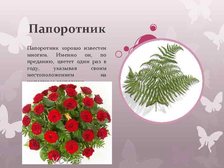 Папоротник хорошо известен многим. Именно он, по преданию, цветет один раз в году, указывая
