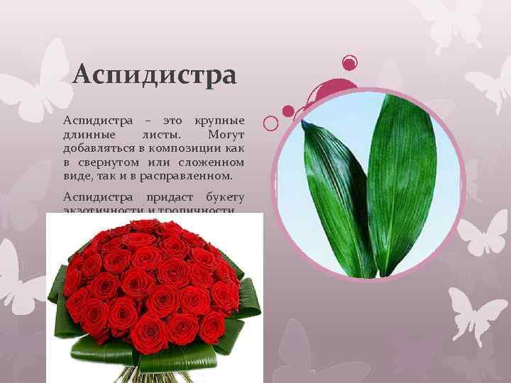 Аспидистра – это крупные длинные листы. Могут добавляться в композиции как в свернутом или