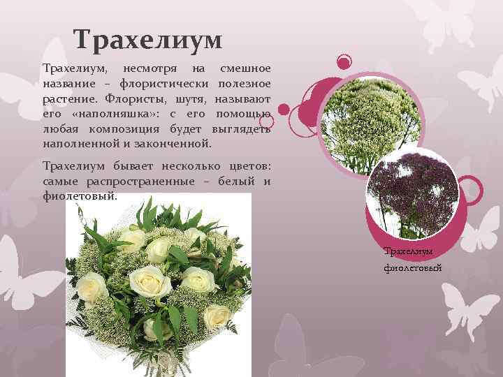 Трахелиум, несмотря на смешное название – флористически полезное растение. Флористы, шутя, называют его «наполняшка»