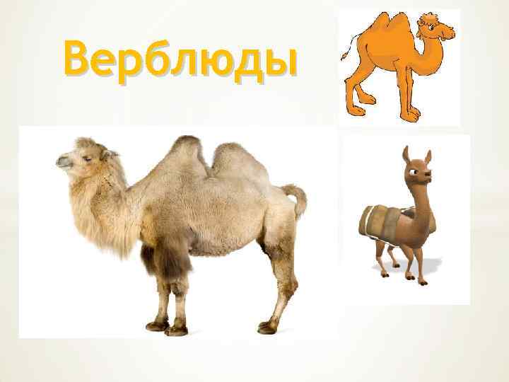 Верблюды 