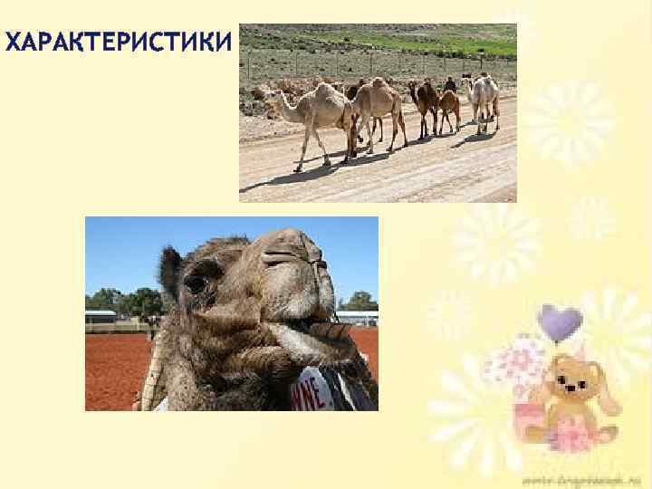 ХАРАКТЕРИСТИКИ 