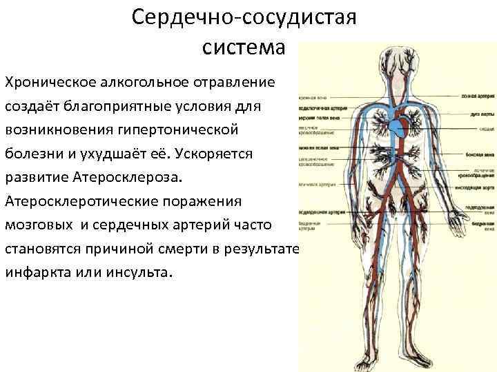 Сердечно-сосудистая система Хроническое алкогольное отравление создаёт благоприятные условия для возникновения гипертонической болезни и ухудшаёт