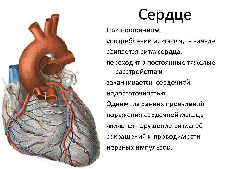 Сердце При постоянном употреблении алкоголя, в начале сбивается ритм сердца, переходит в постоянные тяжелые