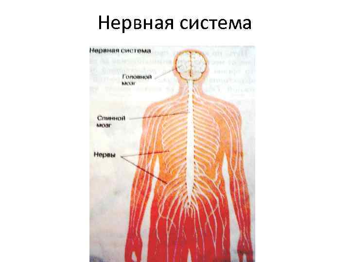 Нервная система 