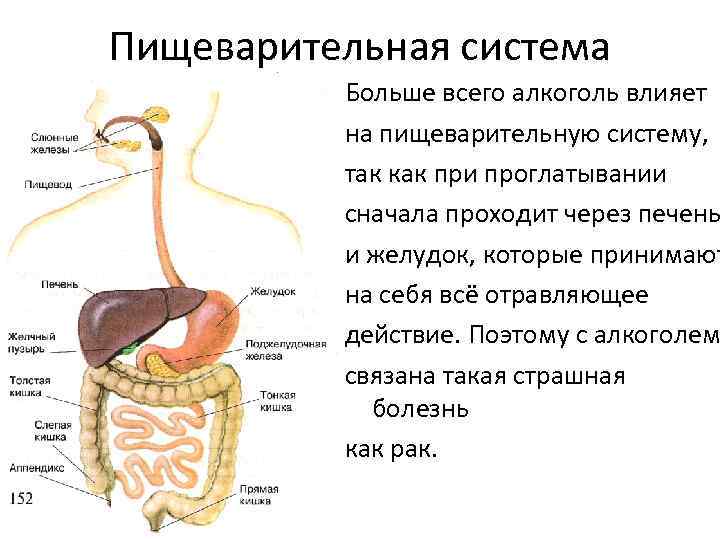 Пищеварительная система Больше всего алкоголь влияет на пищеварительную систему, так как при проглатывании сначала