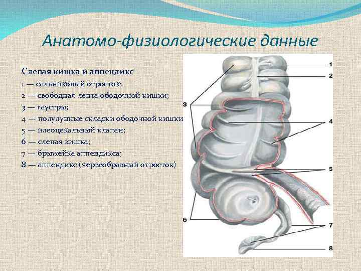 Анатомо-физиологические данные Слепая кишка и аппендикс 1 — сальниковый отросток; 2 — свободная лента