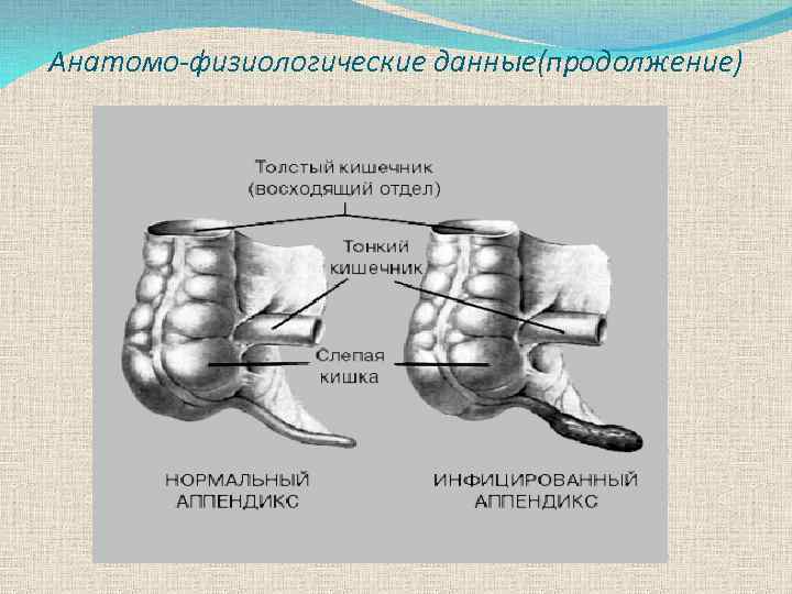 Анатомо-физиологические данные(продолжение) 