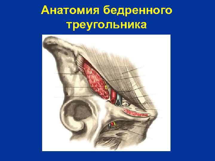 Анатомия бедренного треугольника 