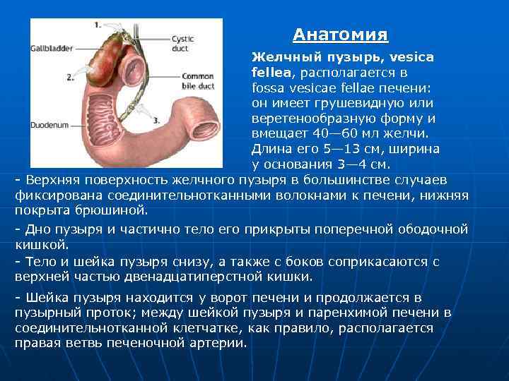 Анатомия Желчный пузырь, vesica fellea, располагается в fossa vesicae fellae печени: он имеет грушевидную