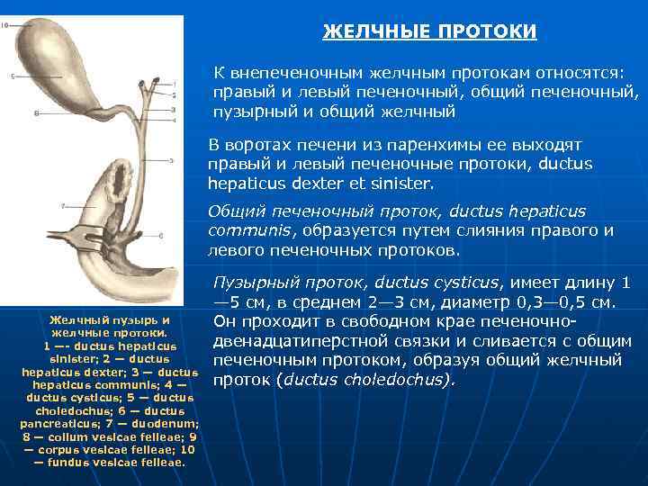 ЖЕЛЧНЫЕ ПРОТОКИ К внепеченочным желчным протокам относятся: правый и левый печеночный, общий печеночный, пузырный