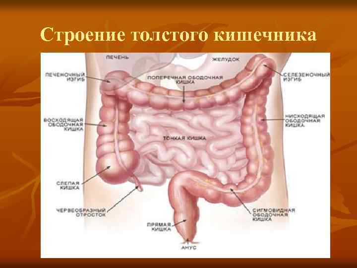 Строение толстого кишечника 