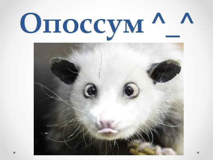 Опоссум ^_^ 