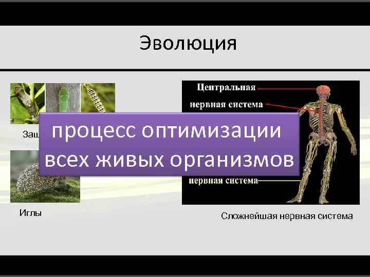 Эволюция процесс оптимизации всех живых организмов Защитная окраска Иглы Сложнейшая нервная система 