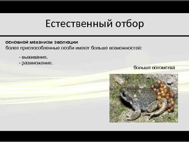 Естественный отбор основной механизм эволюции более приспособленные особи имеют больше возможностей: - выживание, -