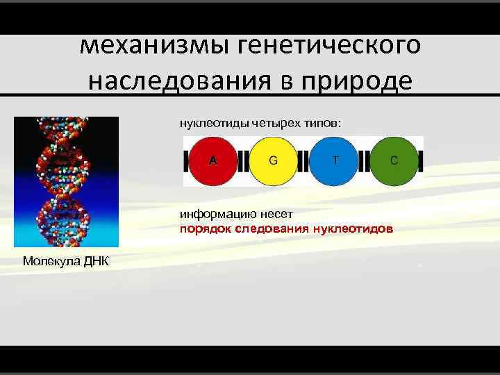 механизмы генетического наследования в природе нуклеотиды четырех типов: информацию несет порядок следования нуклеотидов Молекула