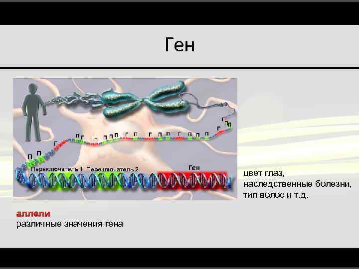 Ген цвет глаз, наследственные болезни, тип волос и т. д. аллели различные значения гена