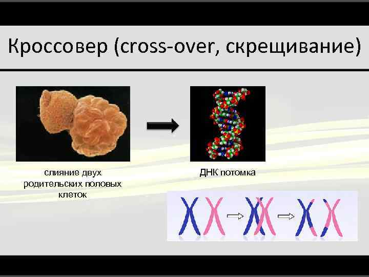 Кроссовер (cross-over, скрещивание) слияние двух родительских половых клеток ДНК потомка 