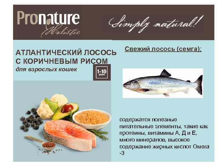 АТЛАНТИЧЕСКИЙ ЛОСОСЬ С КОРИЧНЕВЫМ РИСОМ Свежий лосось (семга): для взрослых кошек содержатся полезные питательные