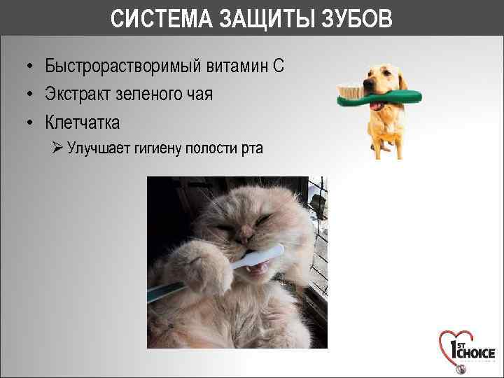 СИСТЕМА ЗАЩИТЫ ЗУБОВ • Быстрорастворимый витамин С • Экстракт зеленого чая • Клетчатка Ø