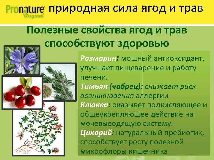 природная сила ягод и трав Полезные свойства ягод и трав способствуют здоровью Розмарин: мощный
