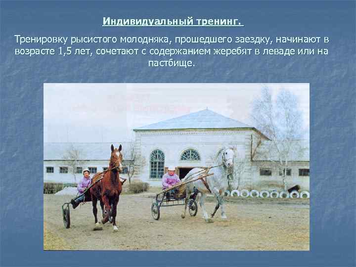 Индивидуальный тренинг. Тренировку рысистого молодняка, прошедшего заездку, начинают в возрасте 1, 5 лет, сочетают