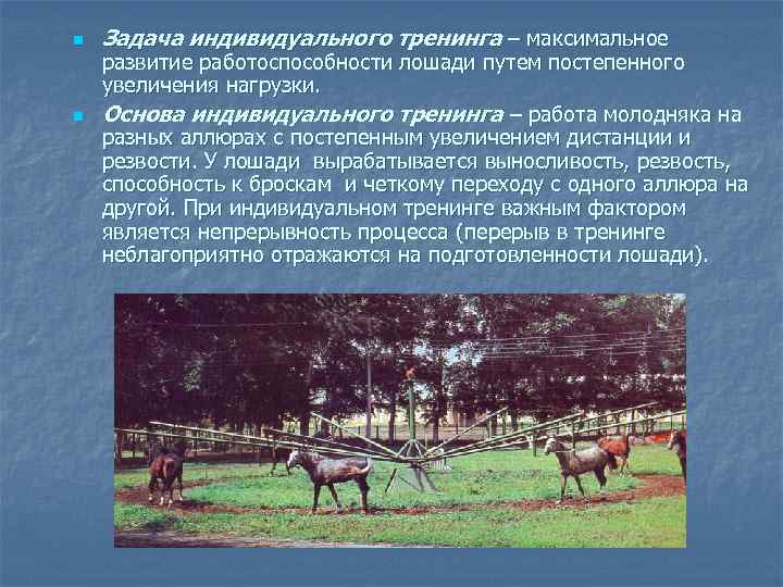 n n Задача индивидуального тренинга – максимальное развитие работоспособности лошади путем постепенного увеличения нагрузки.