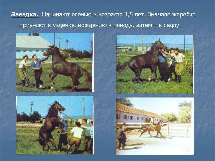 Заездка. Начинают осенью в возрасте 1, 5 лет. Вначале жеребят приучают к уздечке, вождению