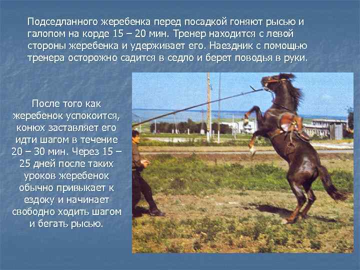 Подседланного жеребенка перед посадкой гоняют рысью и галопом на корде 15 – 20 мин.