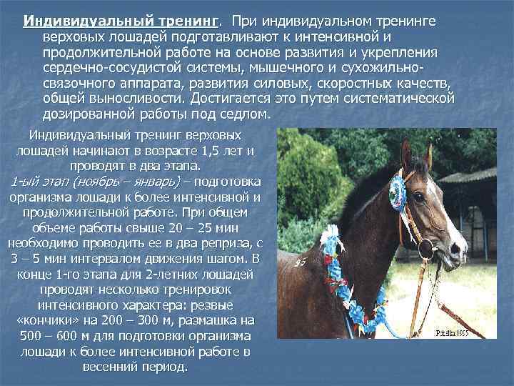 Индивидуальный тренинг. При индивидуальном тренинге верховых лошадей подготавливают к интенсивной и продолжительной работе на
