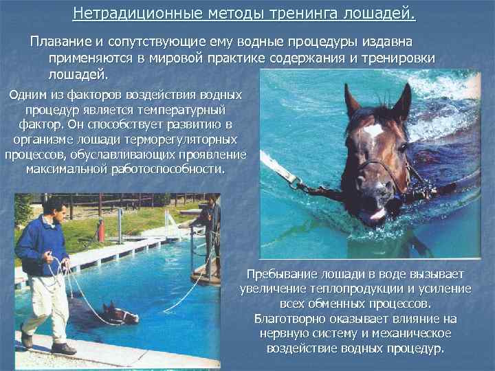 Нетрадиционные методы тренинга лошадей. Плавание и сопутствующие ему водные процедуры издавна применяются в мировой