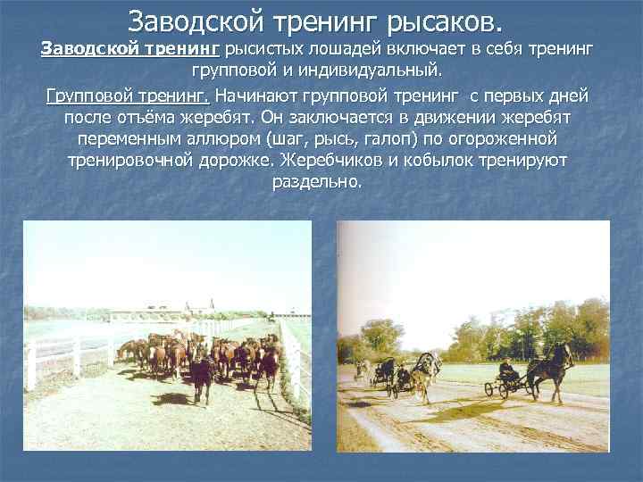 Заводской тренинг рысаков. Заводской тренинг рысистых лошадей включает в себя тренинг групповой и индивидуальный.