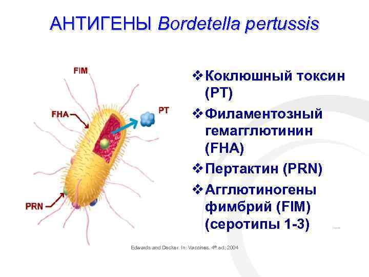 АНТИГЕНЫ Bordetella pertussis v Коклюшный токсин (PT) v Филаментозный гемагглютинин (FHA) v Пертактин (PRN)