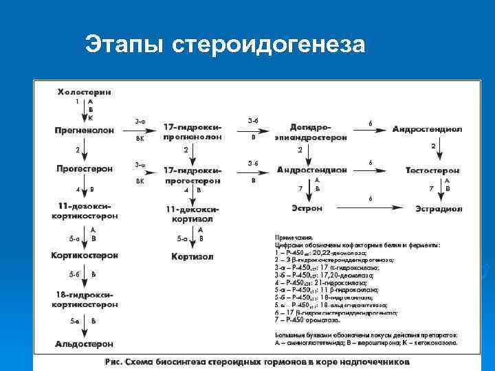 Стероидогенез. Синтез стероидных гормонов схема с ферментами. Схема стероидогенеза с ферментами. Стероидогенез в надпочечниках и яичниках. Стероидогенез в надпочечниках схема.