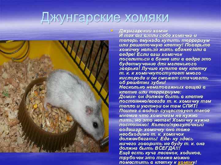 Джунгарские хомяки § Джунгарский хомяк И так вы взяли себе хомячка и теперь емунадо