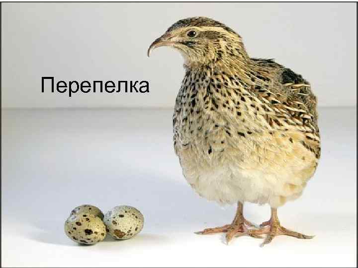 Перепел тимошка перепелку. Перепелки oegg. Перепелка размер. Перепела породы яйца. Перепелки порода с яйцами.