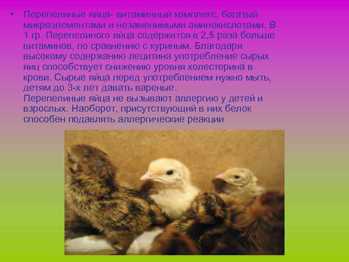  • Перепелиные яйца- витаминный комплекс, богатый микроэлементами и незаменимыми аминокислотами. В 1 гр.