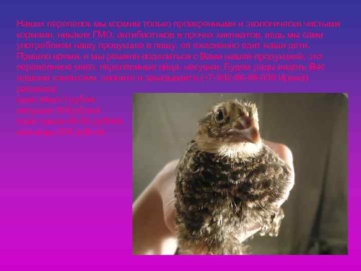 Наших перепелок мы кормим только проверенными и экологически чистыми кормами, никаких ГМО, антибиотиков и